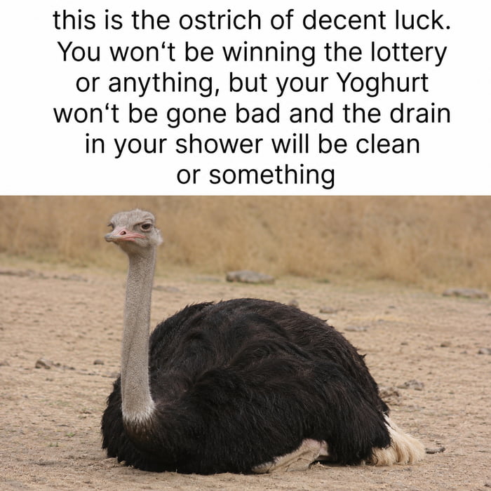 This is a lighthearted single-panel meme. The upper portion of the image contains text introducing the 'ostrich of decent luck', which explains the ostrich will not grant extreme good luck like winning the lottery, but will instead bring small, mundane positive outcomes: the viewer's yoghurt will not spoil, their shower drain will stay clean, and other similar minor everyday pleasant events. Below the text is a photograph of a calm ostrich sitting on dry, sandy ground with dry yellow grass in the background, with a neutral, slightly unimpressed facial expression. The humor comes from its relatable focus on low-stakes, common small desired wins instead of unrealistic large lucky breaks.
