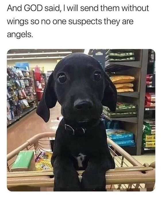 This meme combines an endearing photograph of a small black puppy with a heartfelt, whimsical caption. The puppy, with large, soft, wide eyes, sits inside a grocery store shopping cart, its paws resting on the cart's front edge, looking directly at the viewer with a gentle, vulnerable expression. The background shows shelves stocked with pet food and supplies, confirming the setting is a pet supply store. Above the image, a caption reads: *"And GOD said, I will send them without wings so no one suspects they are angels."* The core joke and charm come from framing beloved pets (specifically this cute puppy) as divine, wingless angels sent to Earth to bring joy—playing on the common affectionate belief that pets are pure, comforting beings, presented as a divine decree. The meme leans into wholesome, warm emotions, celebrating the love people have for their pets.
