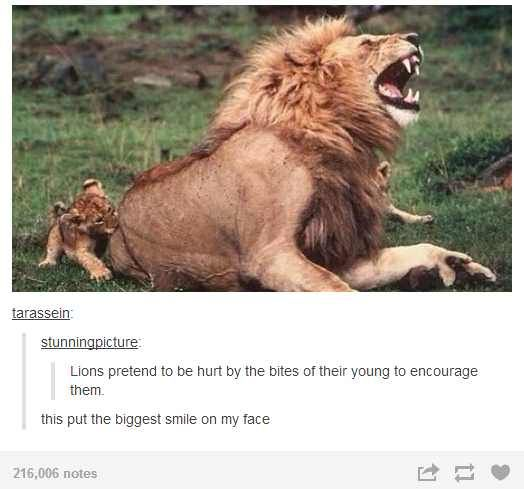 This image is a screenshot of a Tumblr post featuring a real wildlife photograph of an adult male lion lying on savanna grass, with two young lion cubs playfully biting the adult lion's body. The adult lion has its mouth open wide, dramatically reacting as if he is hurt by the small cub bites. Under the photograph, Tumblr user stunningpicture explains that adult lions pretend to be hurt by their young's bites to encourage the cubs during play and practice, and adds that this sweet fact put the biggest smile on their face. The original post accumulated over 216,000 notes on Tumblr.