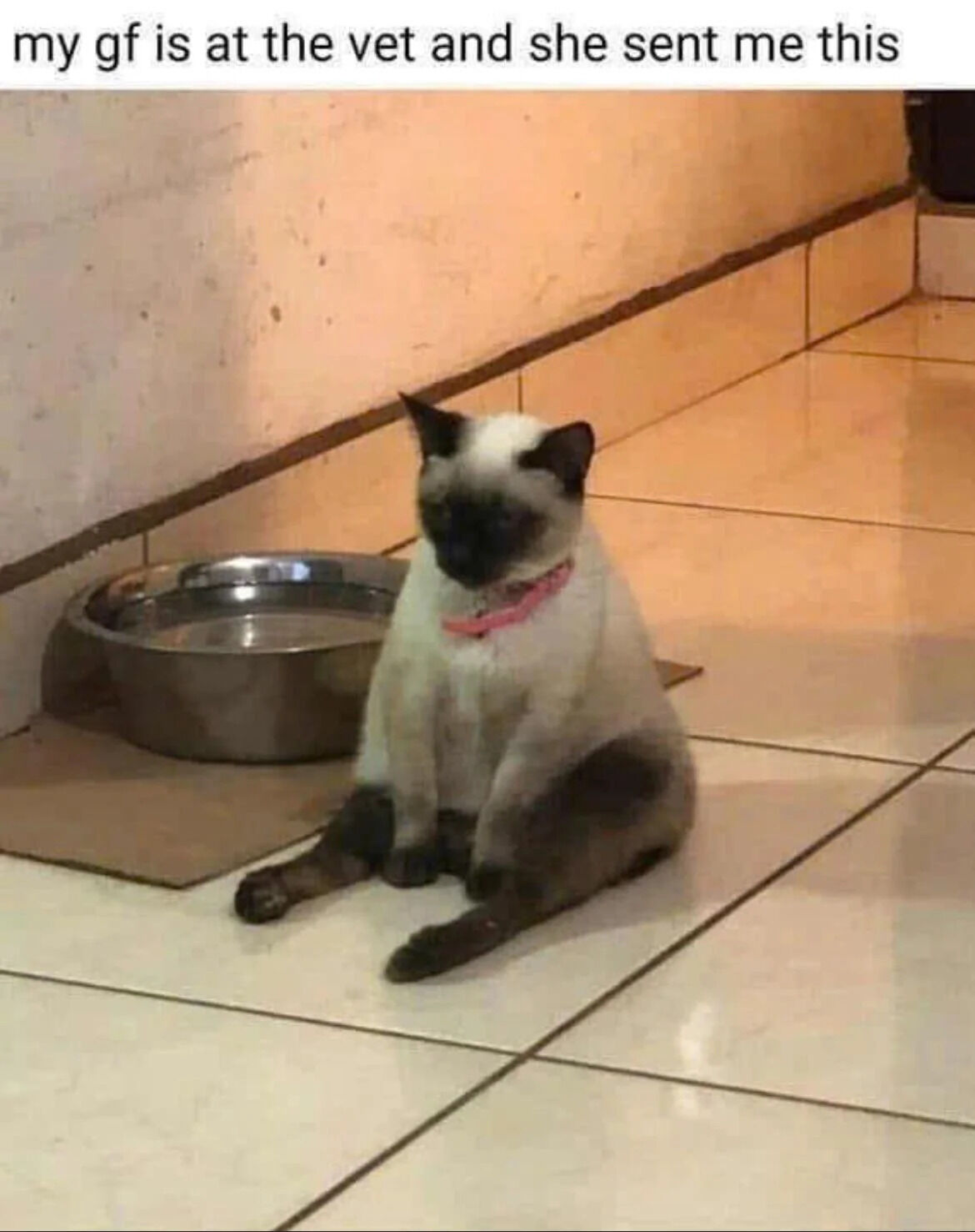 A photograph of a Siamese cat with a pink collar sitting on a light-colored tiled floor. The cat has a distinctive coat with dark ears, face, and paws contrasting against a lighter body. To the left of the cat is a stainless steel bowl, likely for food or water. The background features a plain wall with some minor marks and a border where the wall meets the floor tiles. At the top of the image, there is a caption that reads, 'my gf is at the vet and she sent me this', indicating the context that the cat is at a veterinary clinic and the photo was shared by the girlfriend with her partner.