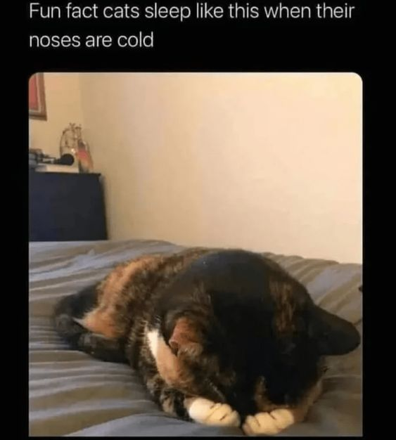 This meme features a real tortoiseshell cat curled up on a striped bed, tucking its entire face and nose under its front paws and head, appearing cozy and warm. Above the image, text reads: 'Fun fact cats sleep like this when their noses are cold', framing the cat's cute sleeping position as a response to a cold nose. The content is wholesome and lighthearted, designed to highlight an endearing feline behavior, making viewers find the cat relatable and charming. There is no wordplay or pun present, just a simple, cute animal observation paired with a matching photo.