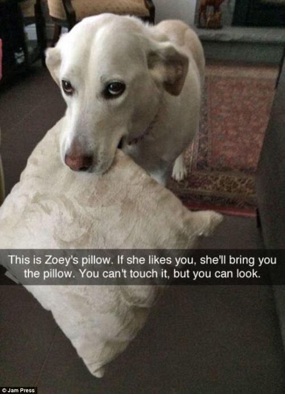 A photograph of a white dog named Zoey standing indoors next to a white, textured pillow. Zoey has a gentle, slightly curious expression with her nose near the pillow. The background includes a patterned rug and furniture, suggesting a home setting. At the bottom of the image, there is overlaid text explaining: 'This is Zoey's pillow. If she likes you, she'll bring you the pillow. You can't touch it, but you can look.' A watermark '© Jam Press' is visible at the bottom left corner.