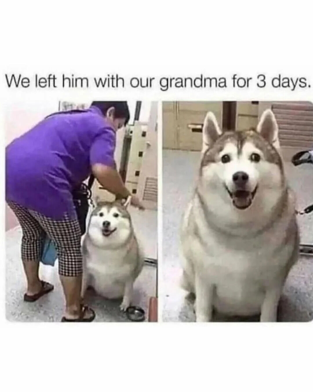 This is a two-panel humorous meme. Text at the top reads "We left him with our grandma for 3 days.". The left panel shows an older woman (implied to be the grandma) bending over to pat an extremely overweight, smiling husky sitting on the floor. The right panel is a close-up shot of the same very plump, cheerful husky looking directly at the camera with a happy expression. The joke relies on the common cultural stereotype that grandmothers often overfeed children and pets under their care out of abundant affection, resulting in noticeable weight gain in a short time.
