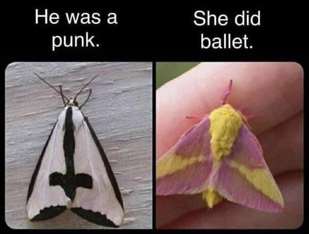This two-panel meme juxtaposes two distinct moth species with the opening lyrics of Avril Lavigne's 2002 hit song *Sk8er Boi*. The left panel features a Clymene moth with a white, black, and grey color scheme that evokes punk aesthetic, captioned 'He was a punk.' The right panel features a fluffy, brightly colored rosy maple moth with pink and yellow markings that evoke the soft, feminine aesthetic associated with ballet, captioned 'She did ballet.' The humor comes from the perfect visual match between each moth's appearance and the respective subcultural identity referenced in the lyrics.