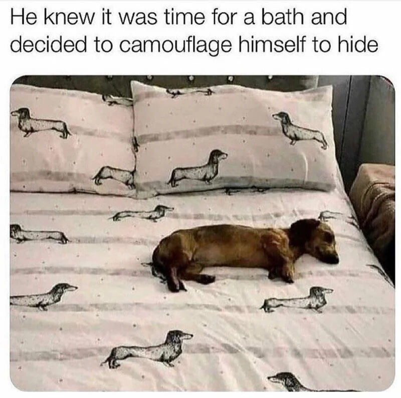 A humorous photograph of a brown dachshund lying on a bed with bed sheets and pillows that feature a repeating pattern of black dachshund illustrations. The dog is positioned in such a way that it blends in with the printed dog images, creating a camouflage effect. Above the image, text reads: 'He knew it was time for a bath and decided to camouflage himself to hide,' adding a playful narrative about the dog's attempt to avoid bath time by blending into its surroundings. The contrast between the real dog and the printed patterns enhances the comedic and wholesome tone of the meme.