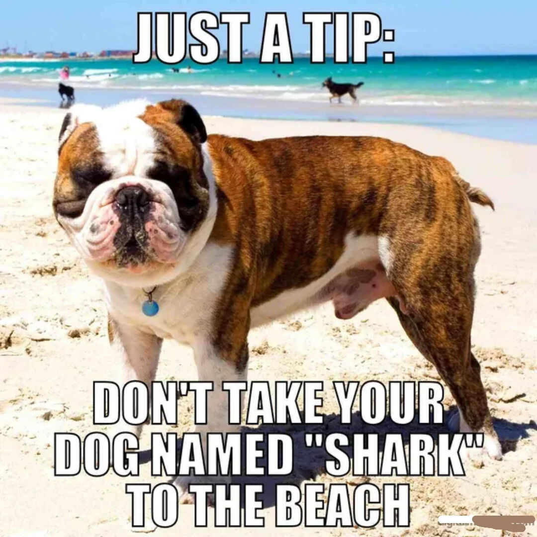 A photograph of a brown and white bulldog standing on a sandy beach with turquoise ocean waves in the background. The bulldog has a relaxed expression with slightly squinted eyes, a wrinkled face, and a content demeanor, with sand visible around its mouth. In the background, there are other people and dogs near the shoreline, including a person walking a dog and another dog running along the water's edge. Overlaid text at the top reads 'JUST A TIP:' in bold white letters, and the bottom text continues 'DON'T TAKE YOUR DOG NAMED "SHARK" TO THE BEACH', creating a humorous pun that plays on the potential confusion between a dog named Shark and actual sharks in the ocean.