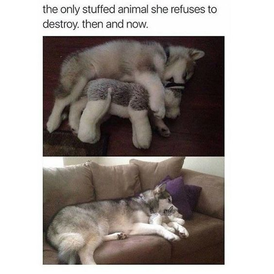 This is a wholesome two-panel collage meme featuring a husky dog at two different stages of her life. The top panel shows the young puppy cuddling a stuffed husky toy, while the bottom panel depicts the fully grown husky still snuggling the same toy (now appearing much smaller relative to her size). The accompanying text reads: *"the only stuffed animal she refuses to destroy. then and now."* The meme highlights the dog's enduring affection for her favorite toy, creating an endearing, heartwarming moment that resonates with pet lovers.