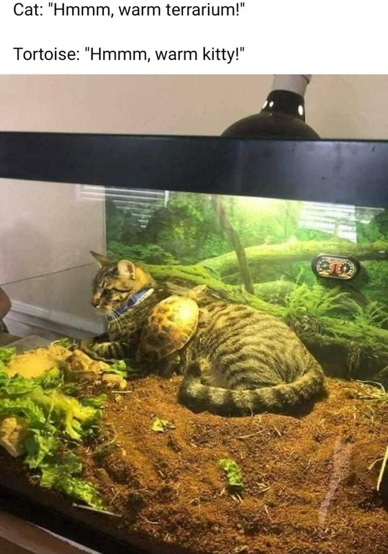 This meme features a real photograph of a tabby cat curled up comfortably inside a heated reptile terrarium, with a small tortoise resting on its back. Above the image, playful dialogue is overlaid: 
- Cat: "Hmmm, warm terrarium!"
- Tortoise: "Hmmm, warm kitty!"

The humor comes from a mutual, wholesome pun: the cat is enjoying the warm, controlled environment of the terrarium (a space typically designed for reptiles like tortoises), while the tortoise is using the cat's warm body as a cozy resting spot. The terrarium includes a heat lamp at the top, a substrate floor, leafy greens, and a temperature/humidity gauge on the side, emphasizing the warm, reptile-friendly space. The image is a cute, relatable take on seeking warmth, highlighting the unexpected, gentle friendship between the two animals.
