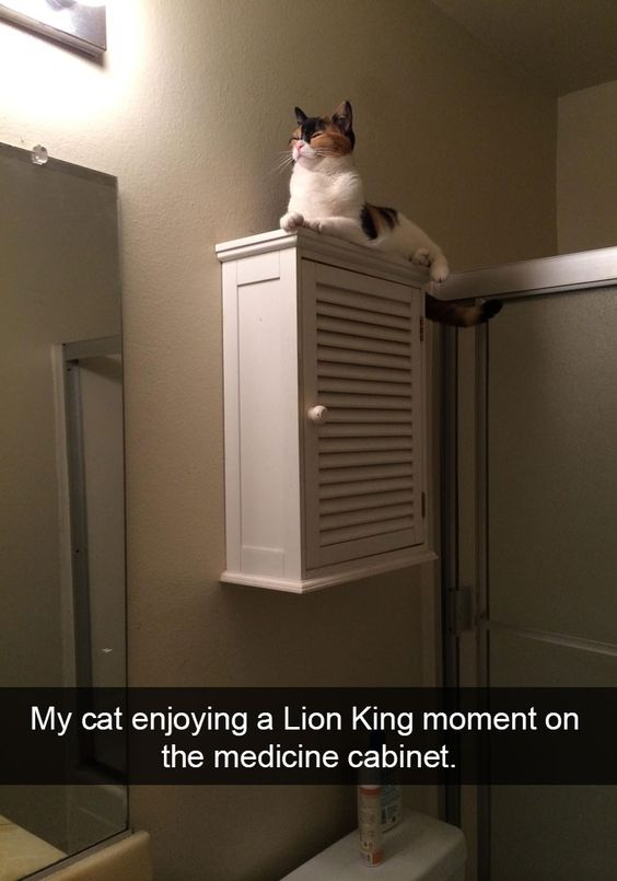 This image captures a calico cat perched atop a white louvered bathroom medicine cabinet, positioned high on a wall. The cat has a serene, content expression with its eyes closed, front paws resting on the cabinet's edge, and one hind leg hanging loosely over the side, mimicking a regal, elevated pose. The bottom of the image features a text overlay that reads: 'My cat enjoying a Lion King moment on the medicine cabinet.' The humor comes from the playful reference to Disney's *The Lion King*, specifically the iconic scene where Simba is presented on Pride Rock as the future king. This frames the ordinary domestic cat's position on the bathroom cabinet as a majestic, 'royal' moment, creating a wholesome, relatable visual pun that connects everyday pet behavior to a beloved pop culture moment. The surrounding bathroom setting, including a wall mirror and shower door, grounds the image in a casual, home environment.