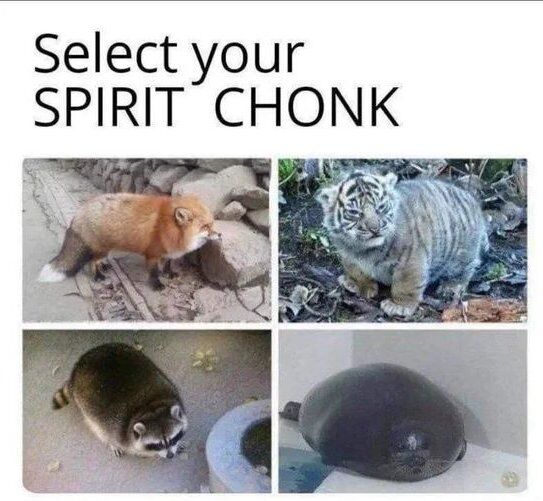 This meme is a 2x2 photo collage featuring four unusually chonky (overweight, round) real animals, paired with the top text 'Select your SPIRIT CHONK'. The panels are:
1. Top left: A plump red fox standing on a rocky, paved path, looking alert.
2. Top right: A chubby tiger cub sitting on forest floor debris, with a curious, slightly grumpy expression.
3. Bottom left: An extremely round raccoon walking on a concrete surface, appearing almost spherical.
4. Bottom right: A marine mammal (likely a seal) shaped like a perfect round blob resting on a white flat surface.

The joke is a play on two internet trends: the 'spirit animal' meme (where people choose an animal that represents their personality) and the slang term 'chonk' (a playful term for fat, cute animals). The visual humor comes from the exaggerated roundness of each animal, making them appear comically oversize and endearing, inviting viewers to pick which chonky animal they identify with most.