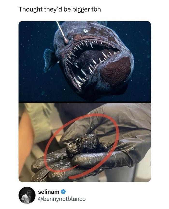 This two-panel meme contrasts popular media depictions of anglerfish with their actual real size. The top panel shows a large, terrifying, monstrous anglerfish with a huge gaping mouth full of sharp teeth, which matches how most people imagine this deep sea fish. The bottom panel shows a real anglerfish, which is actually tiny enough to fit comfortably on the palm of a person's gloved hand, with the small fish circled in red to highlight its unexpected small size. The text at the top reads 'Thought they'd be bigger tbh' (short for 'to be honest'), expressing the common expectation that anglerfish are much larger than they actually are. This is a screenshot of a Twitter/X post from verified user selinam, handle @bennynotblanco.