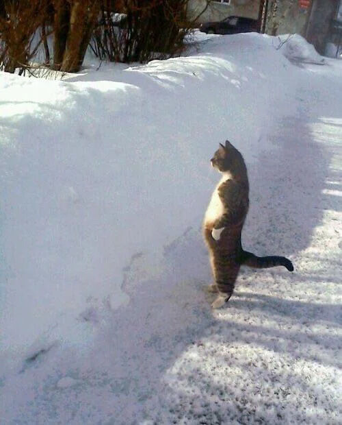 This candid photograph captures a tabby cat with white markings that, through perfect accidental forced perspective on a snow drift, appears to be walking upright like a human along a snowy outdoor path. The cat has one leg lifted mid-step, its torso held straight, creating a hilarious unexpected human-like walking posture. The background shows snow-covered ground, bare tree trunks, and a distant building and parked car. The original poster requested a caption for this funny naturally captured image.