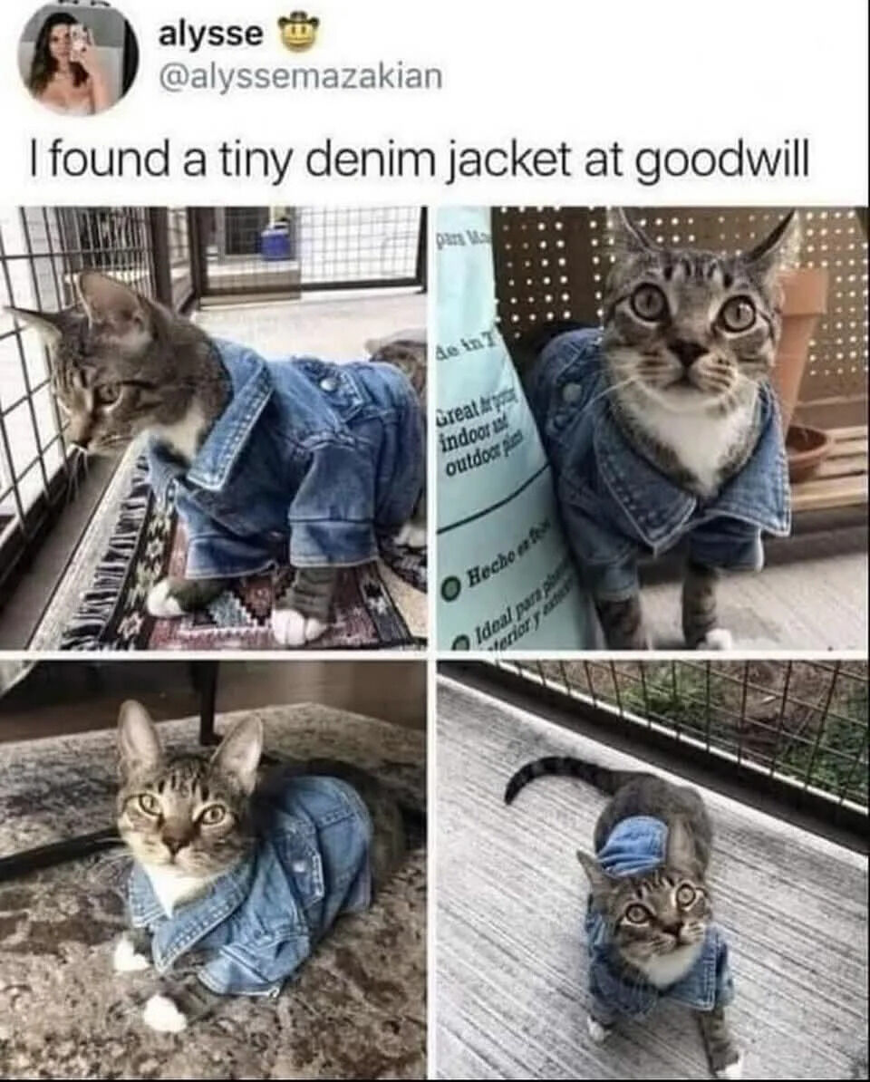 A screenshot of a tweet from X.com user alyse (@alyssemazakian) featuring four photos of their tabby cat wearing a small denim jacket. The tweet text reads: 'I found a tiny denim jacket at goodwill.' The cat is shown in various poses: sitting on a patterned rug in an outdoor area with a metal fence, looking up with wide eyes, sitting on a textured surface, and standing near a green package. The cat's expression is curious and cute, with the jacket fitting snugly, creating a wholesome and endearing scene.
