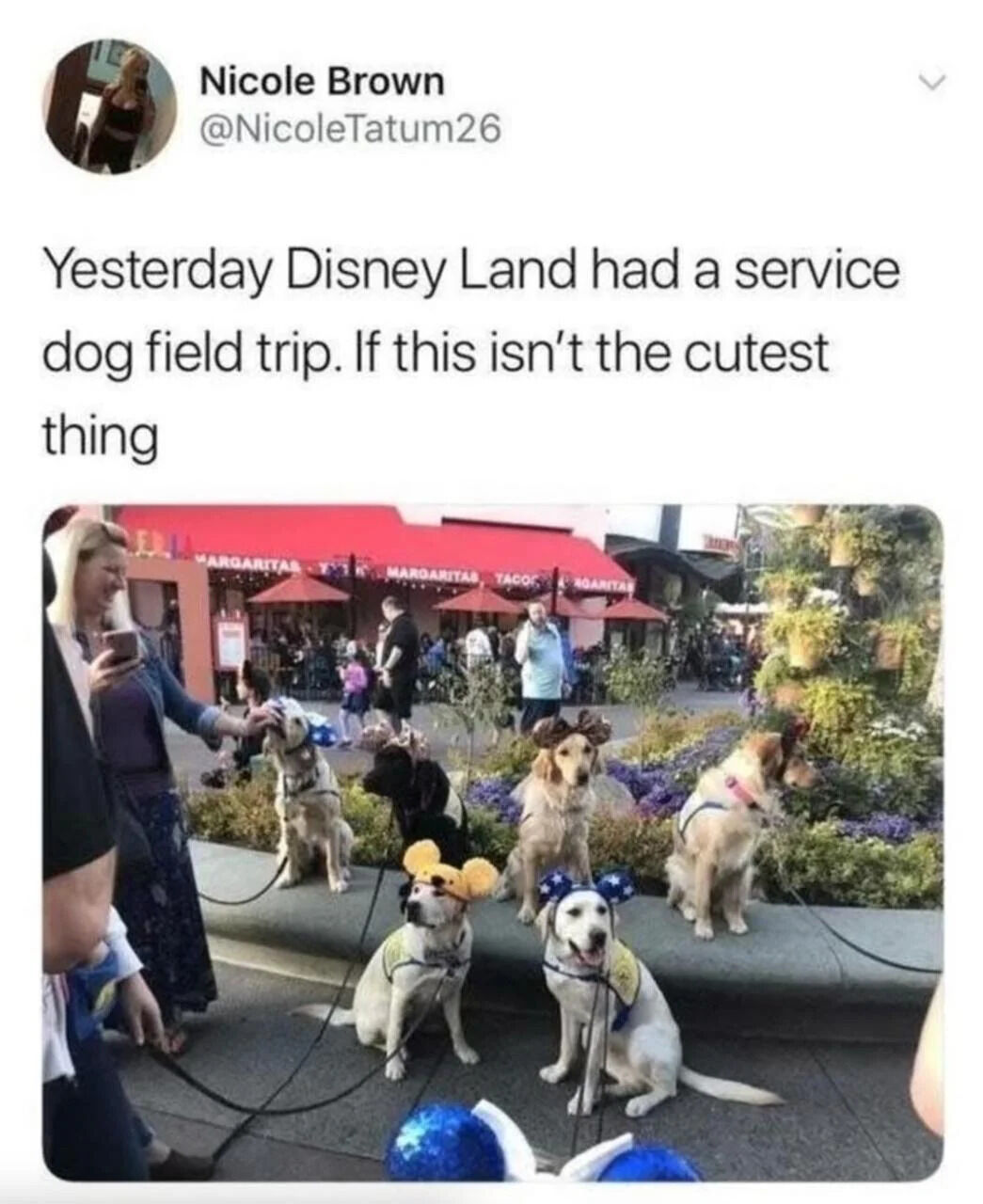 A screenshot of a Twitter/X post by user Nicole Brown (@NicoleTatum26) featuring a photograph of multiple service dogs at Disneyland. The dogs are sitting on a ledge in an outdoor area with colorful storefronts (including a 'Margaritas' sign) and plants in the background. Several dogs are wearing Mickey Mouse ears headbands. The tweet text above the image reads: 'Yesterday Disney Land had a service dog field trip. If this isn’t the cutest thing'. The scene captures a wholesome moment of service dogs in a playful, themed environment, likely intended to share joy and cuteness.