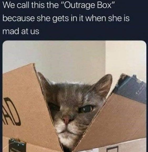 The meme has text at the top reading "We call this the \"Outrage Box\" because she gets in it when she is mad at us". Below the text is a photograph of a grey domestic cat with a visibly annoyed, grumpy expression peeking out through a triangular opening in a brown cardboard box, as if it is hiding while expressing its displeasure at its owners.