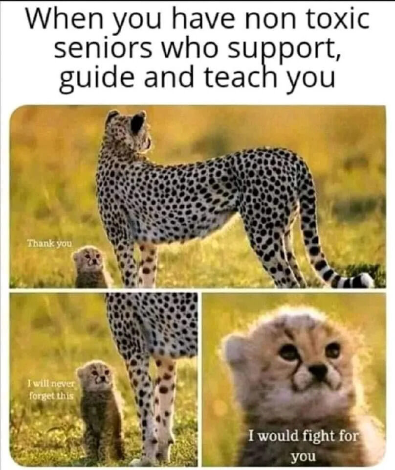 This is a 3-panel wholesome meme featuring wildlife photography of cheetahs. The top of the meme carries lead text: "When you have non toxic seniors who support, guide and teach you". The first panel shows an adult cheetah standing guard facing away, looking over a sunlit savannah, with a tiny cheetah cub looking up at it, with text next to the cub reading "Thank you". The second lower-left panel is a closer shot of the same pair, with the cub's text reading "I will never forget this". The third lower-right panel is a close-up of the cheetah cub with a determined, loyal expression, with text reading "I would fight for you". The meme uses cute, endearing cheetah imagery to express genuine gratitude and fierce loyalty towards kind, non-toxic senior colleagues or mentors who provide guidance and support, a widely relatable positive sentiment for people in work, school or other hierarchical group environments.