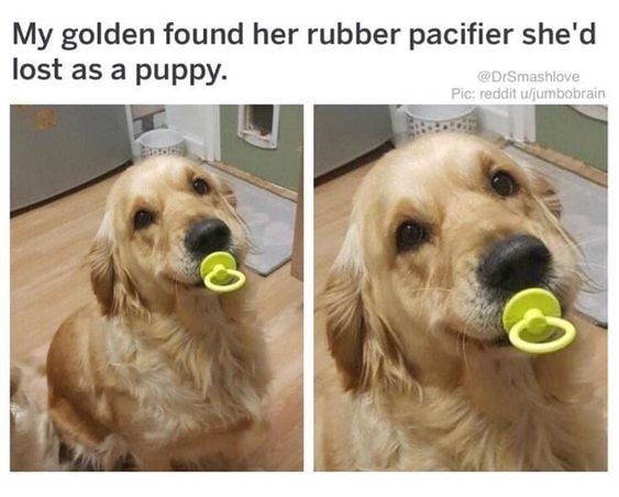 This is a two-panel wholesome photo meme featuring an adult golden retriever dog. In both panels, the dog sits on a wooden indoor floor, holding a small yellow rubber pacifier in her mouth, looking gently towards the camera with a happy, content expression. The accompanying text explains that this pacifier was lost when she was a puppy, and she has now rediscovered it. The meme's charm comes from the heartwarming, nostalgic idea of a pet reconnecting with a comfort item from their youth, evoking feelings of warmth and affection for the animal's attachment to the item. The two panels emphasize the dog's consistent, gentle demeanor while holding the pacifier.
