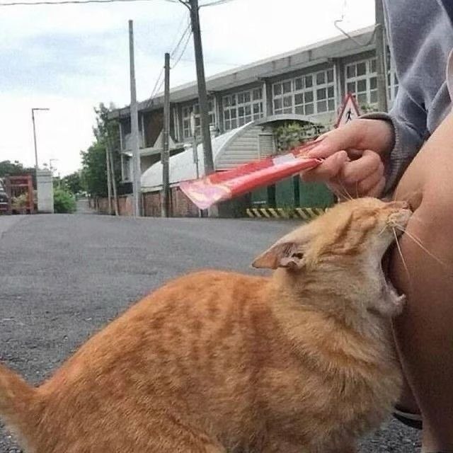 A photograph showing a chubby ginger cat eagerly biting or attempting to bite a person's lower leg. The person is holding a red, possibly snack wrapper in their hand near the cat's head. The setting is an outdoor urban street with buildings, power lines, and a clear sky in the background. The cat appears excited and focused, with its mouth open and ears perked. The person's hand is visible holding the red object, which may be the cat's target. The scene conveys a playful and humorous moment between a pet and its owner.