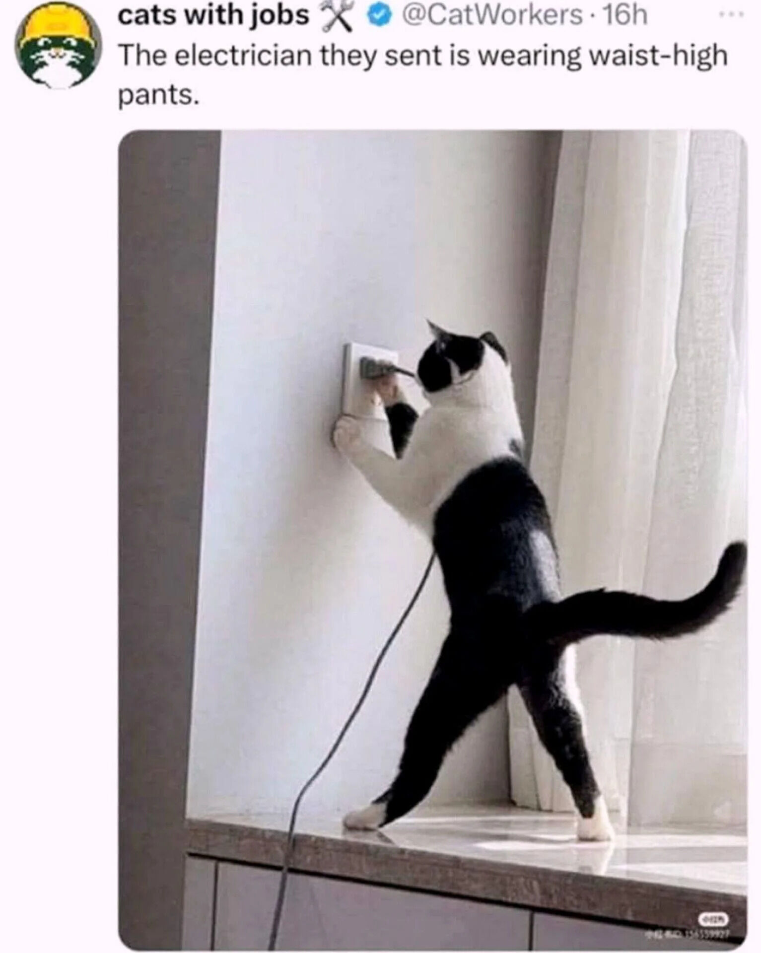 A screenshot of a tweet from the X.com account 'cats with jobs' (@CatWorkers) featuring a black and white cat. The cat is standing on its hind legs, with front paws placed on a wall socket, appearing to work on it with a small tool, mimicking an electrician. The tweet's text humorously personifies the cat as an electrician, joking, 'The electrician they sent is wearing waist-high pants'—a playful reference to the cat's posture making its lower body resemble high-waisted pants.