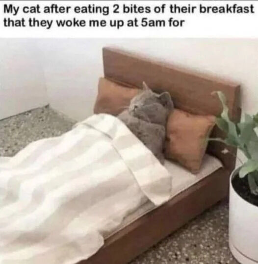 A photograph of a gray cat lying in a small wooden bed. The cat is covered with a white and beige striped blanket, with its head resting on a brown pillow, appearing relaxed and content. To the right of the bed, there is a potted green plant. Above the image, there is text that reads: 'My cat after eating 2 bites of their breakfast that they woke me up at 5am for.' The scene humorously depicts the cat's nonchalant behavior after disturbing its owner early in the morning for food, only to eat minimally and then nap comfortably.