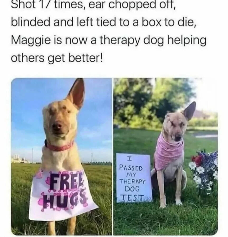The image is a heartwarming collage featuring two photographs of a light-colored dog named Maggie, accompanied by uplifting text. Above the images, the text reads: 'Shot 17 times, ear chopped off, blinded and left tied to a box to die, Maggie is now a therapy dog helping others get better!' The left photograph shows Maggie standing in a grassy field under a blue sky, wearing a white shirt with pink text that says 'FREE HUGS' and a red collar. The right photograph depicts Maggie sitting next to a white sign that reads 'I PASSED MY THERAPY DOG TEST,' wearing a pink bandana, with a bouquet of flowers beside her in a grassy, tree-lined area. Maggie appears calm and content in both images, highlighting her journey from trauma to becoming a certified therapy dog.