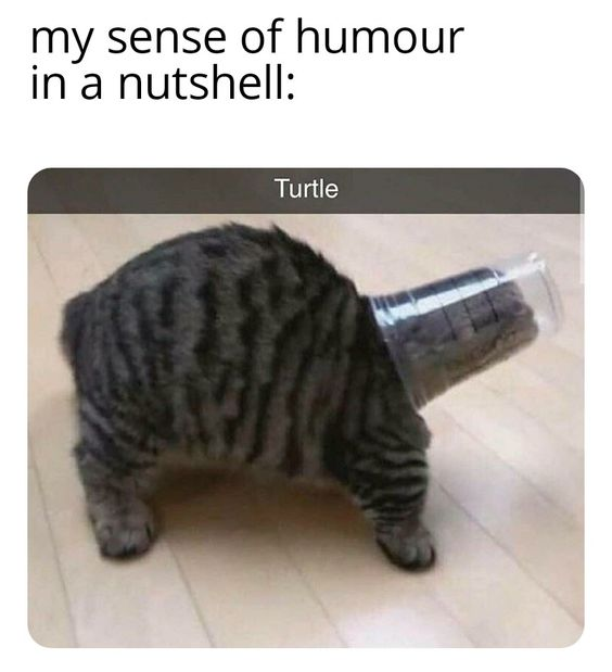 A meme featuring top text 'my sense of humour in a nutshell:' followed by a photograph of a tabby cat with a clear plastic cup stuck on its head. Above the cat, the word 'Turtle' is displayed, creating a visual pun where the cat, with its arched back and the cup resembling a shell, humorously mimics a turtle. The cat stands on a light wooden floor, and the overall tone is lighthearted and wholesome.