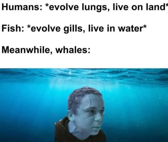 This is a single panel meme that jokes about the unique evolutionary path of whales. The text at the top outlines two standard evolution paths: humans evolved lungs to live on land, while fish evolved gills to live in water. The punchline is presented as "Meanwhile, whales:" followed by an edited image of the viral awkward staring kid photoshopped into an underwater environment. The joke references that whales are aquatic mammals that have lungs but live fully in water, going against both of the outlined standard evolution paths, with the confused blank stare of the kid representing the awkwardly unique evolutionary position of whales.
