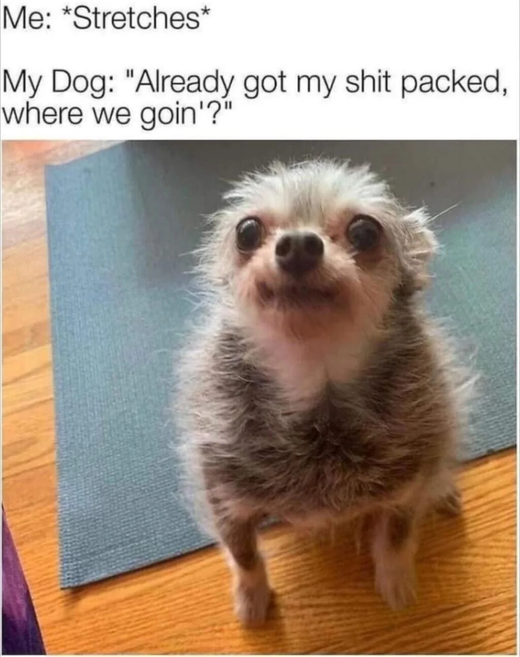 The image depicts a small, fluffy dog with light gray and white fur sitting on a wooden floor in front of a blue yoga mat. The dog has large, round eyes and an eager expression, looking upward as if addressing someone off-camera. Above the image, two lines of text create a humorous dialogue: 'Me: *Stretches*' and 'My Dog: "Already got my shit packed, where we goin'?"' The joke plays on the dog misinterpreting the owner's stretching as preparation for a trip, showcasing the pet's enthusiastic and playful nature.