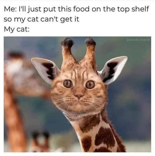 The meme consists of two parts: top text and an image. The top text reads: 'Me: I'll just put this food on the top shelf so my cat can't get it My cat:'. Below the text is an image of a digitally edited hybrid animal, which has a cat's face (orange fur, prominent whiskers, wide, round eyes) combined with a giraffe's long neck and spotted body. This visual joke implies that the cat has adapted by growing a giraffe-like neck to reach the food on the top shelf, subverting the original plan to keep the food away from the cat. A watermark '@giraffas_redcat' is visible in the top right corner of the image.