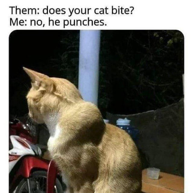A meme featuring a photograph of a muscular-looking orange cat sitting next to a red scooter, likely outdoors at night. The text overlay humorously depicts a dialogue: 'Them: does your cat bite? Me: no, he punches.' The cat's buff appearance visually reinforces the joke that it 'punches' instead of biting, playing on the contrast between typical cat behavior (biting) and the cat's imposing, muscular build, which suggests strength associated with punching.