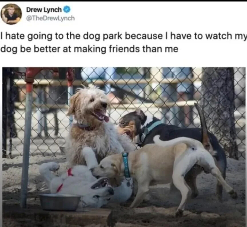 A meme consisting of a Twitter/X screenshot featuring a tweet from user Drew Lynch (@TheDrewLynch) with the text: 'I hate going to the dog park because I have to watch my dog be better at making friends than me.' Below the tweet is a photograph of multiple dogs joyfully playing together in a fenced dog park, with sand on the ground and a water fountain visible in the background. The image humorously illustrates the relatable frustration of feeling socially outperformed by one's pet.