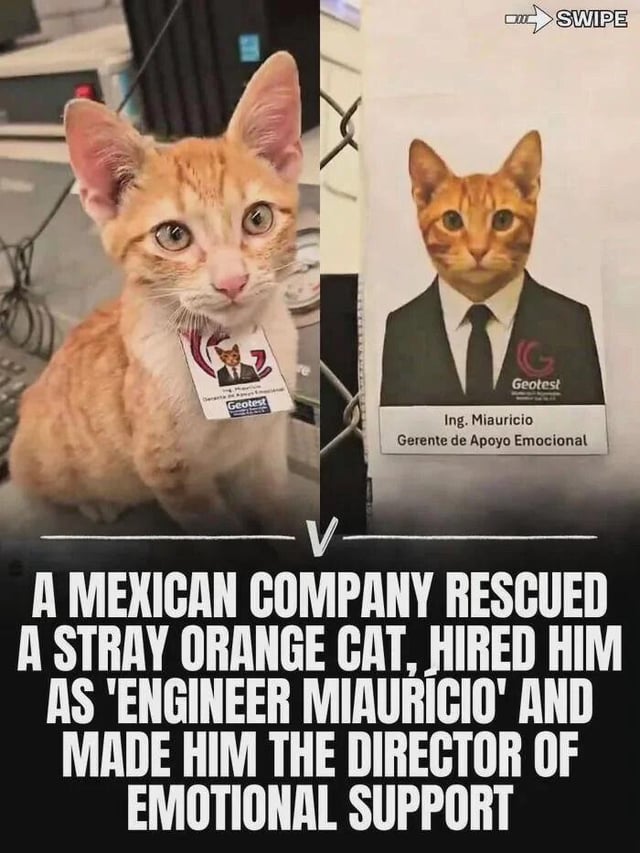 This is a two-panel viral image showing a real stray orange cat that was rescued and officially hired by a Mexican company. The left panel shows the orange tabby cat sitting at an office desk, wearing a custom employee ID badge that features the cat's own photo edited onto a suited body. The right panel shows a close-up of the full ID card, which names the cat 'Ing. Miauricio' with the job title 'Gerente de Apoyo Emocional' (translated to Manager of Emotional Support). Large text at the bottom explains the story: the company rescued the stray cat, hired him, and gave him the role of Director of Emotional Support. The name Miauricio is a pun, replacing the start of the common human name 'Mauricio' with 'Miau', the Spanish word for a cat's meow.