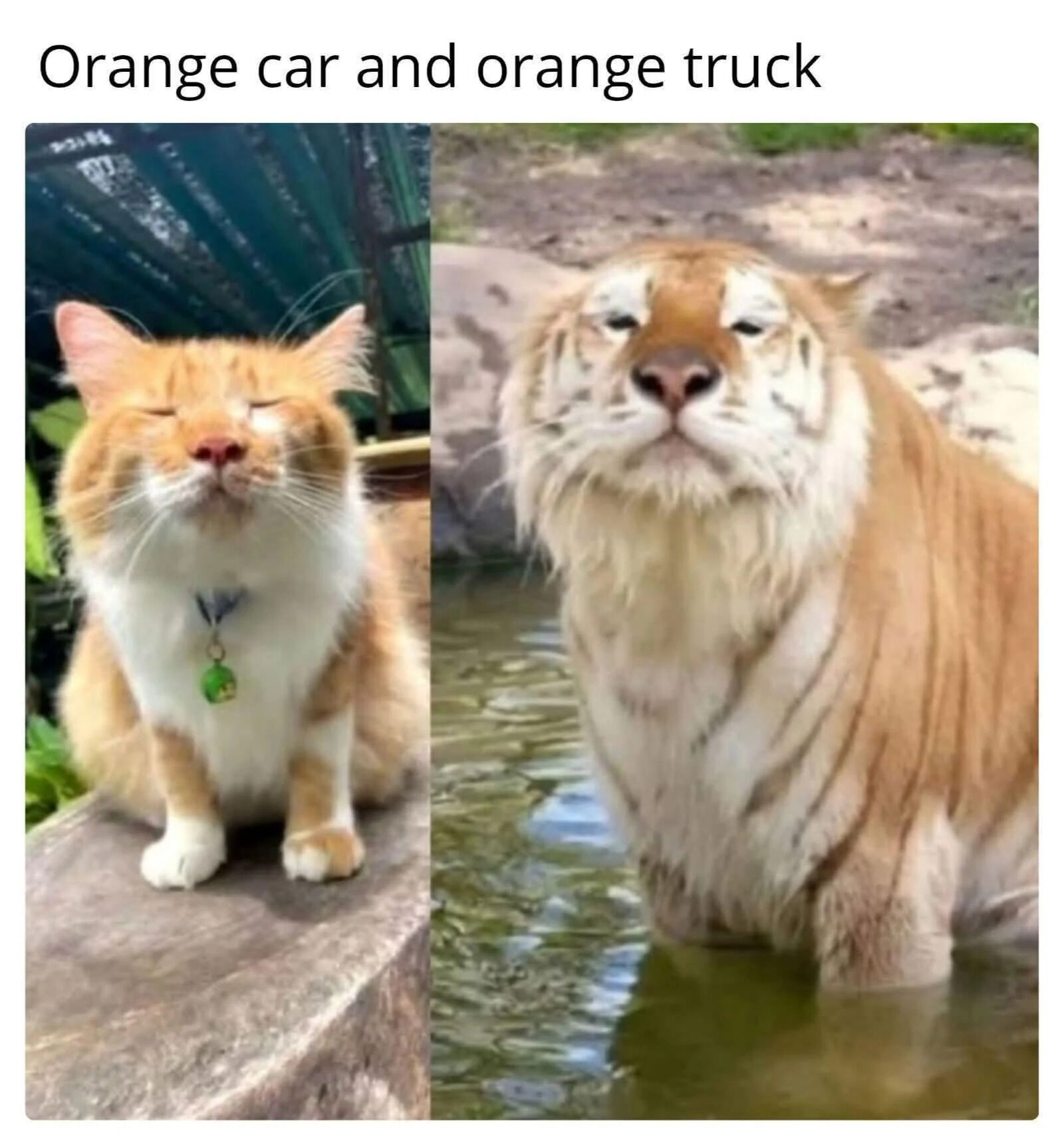 A meme featuring a split image with an orange cat on the left and an orange tiger on the right. The text at the top reads 'Orange car and orange truck,' creating a pun where 'car' sounds like 'cat' and 'truck' sounds like 'tiger.' The cat has a white chest and paws with a green pendant collar, sitting contentedly with eyes closed. The tiger has a light orange coat with white markings, standing in shallow water with a calm expression.