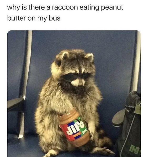 A humorous meme featuring a raccoon sitting on a blue bus seat, holding a Jif peanut butter jar. Above the image, there is text reading 'why is there a raccoon eating peanut butter on my bus,' creating a funny and unexpected scenario of a wild animal in a public transit setting. The raccoon appears focused on the peanut butter, adding to the whimsical nature of the image.