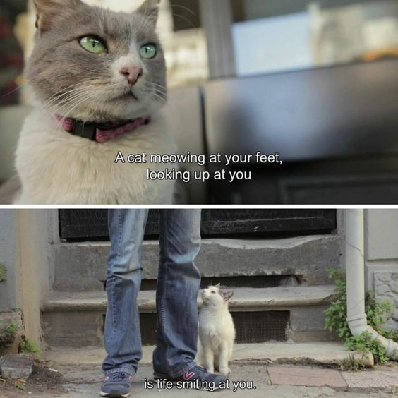This is a two-panel wholesome meme that draws a warm parallel between small, gentle moments and life's kindness.

**Top Panel**: A close-up photo of a grey and white domestic cat with bright green eyes, sitting upright and looking upwards. The overlay text reads: *"A cat meowing at your feet, looking up at you"*.

**Bottom Panel**: A photo of a small white domestic cat standing at the lower legs of a person (wearing jeans and sneakers), looking up with an open mouth as if meowing. The overlay text concludes: *"is life smiling at you."*

The meme frames a cat's affectionate, curious attention as a metaphor for life showing warmth and positivity, emphasizing the joy in small, everyday interactions with animals.