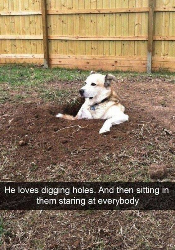 This image features a light-colored mixed-breed dog sitting comfortably inside a dirt hole it dug in a grassy backyard, with a wooden privacy fence visible in the background. The dog has a calm, slightly amused expression, resting its front paws on the edge of the hole while gazing off-camera. Below the photo, a caption reads: 'He loves digging holes. And then sitting in them staring at everybody.' The humor stems from the dog's silly, endearing quirk: expending energy to dig a hole only to immediately sit inside it and observe others, which is an absurd, relatable example of a pet's random, goofy behavior. It's a wholesome, lighthearted piece that celebrates the odd, charming habits of domestic animals.