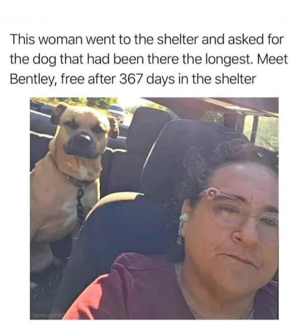 The image features a heartwarming scene of a woman and a dog named Bentley inside a car. The woman is seated in the front passenger seat, looking at the camera with a neutral expression, while Bentley, a tan-colored dog, sits calmly in the back seat. Above the photo, text explains that the woman asked a shelter for the dog that had been there the longest, resulting in Bentley being adopted after 367 days. The setting is daytime, with natural light visible through the car windows, enhancing the wholesome and uplifting mood.