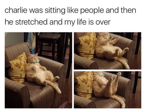 This is a 3-panel collage meme featuring an orange tabby cat named Charlie. 

1. **Panel 1**: Charlie is sitting upright in a striped armchair, leaning back with his hind legs stretched out in front of him, mimicking a relaxed human sitting posture. He wears a green collar and looks calm.
2. **Panel 2**: Charlie begins to stretch, leaning further back into the chair, lifting his front paws into the air, and extending his body.
3. **Panel 3**: A close-up of Charlie in full stretch, with his hind legs raised high and his body fully extended.

The top text reads: *"charlie was sitting like people and then he stretched and my life is over"* — this is the owner's humorous, exaggerated reaction to their cat's incredibly human-like, cute behavior, playing on the internet trend of over-the-top affection for pets.