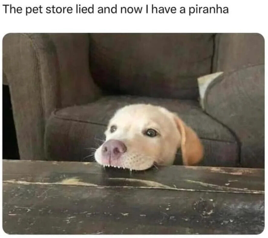 This is a single panel photo meme. The top of the meme features the text 'The pet store lied and now I have a piranha'. Below the text, a light yellow Labrador retriever puppy is positioned behind a worn dark wooden table, resting its chin on the table's edge. The puppy's small, sharp baby teeth are visible pressing against the table surface, creating a humorous visual gag that makes the puppy appear to have the sharp, dangerous teeth of a piranha. The puppy looks up with a soft, innocent expression, and a brown fabric couch is visible in the background. The humor comes from the exaggerated, playful comparison of the teething puppy's sharp little teeth to those of a predatory piranha, joking that the pet store mis-sold the animal to the owner.