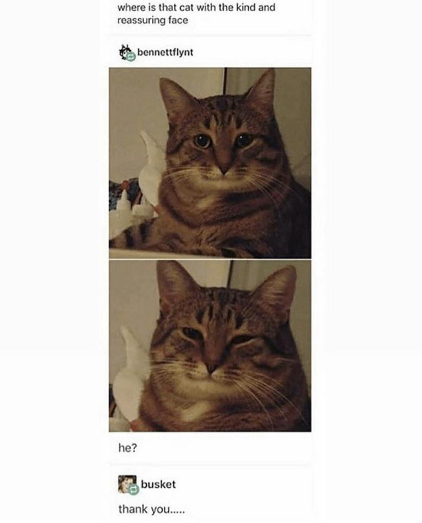 A two-panel wholesome meme centered around a tabby cat. The top section features the text 'where is that cat with the kind and reassuring face,' followed by a user 'bennettflynt' sharing a photo of a calm tabby cat with alert eyes. The bottom panel shows the same cat with a soft, squinted-eyed expression, accompanied by the text 'he?' and another user 'busket' replying 'thank you.....'. The meme playfully fulfills the initial request by presenting the cat as the sought-after 'kind and reassuring' figure, leveraging the cat's gentle demeanor for a heartwarming effect.