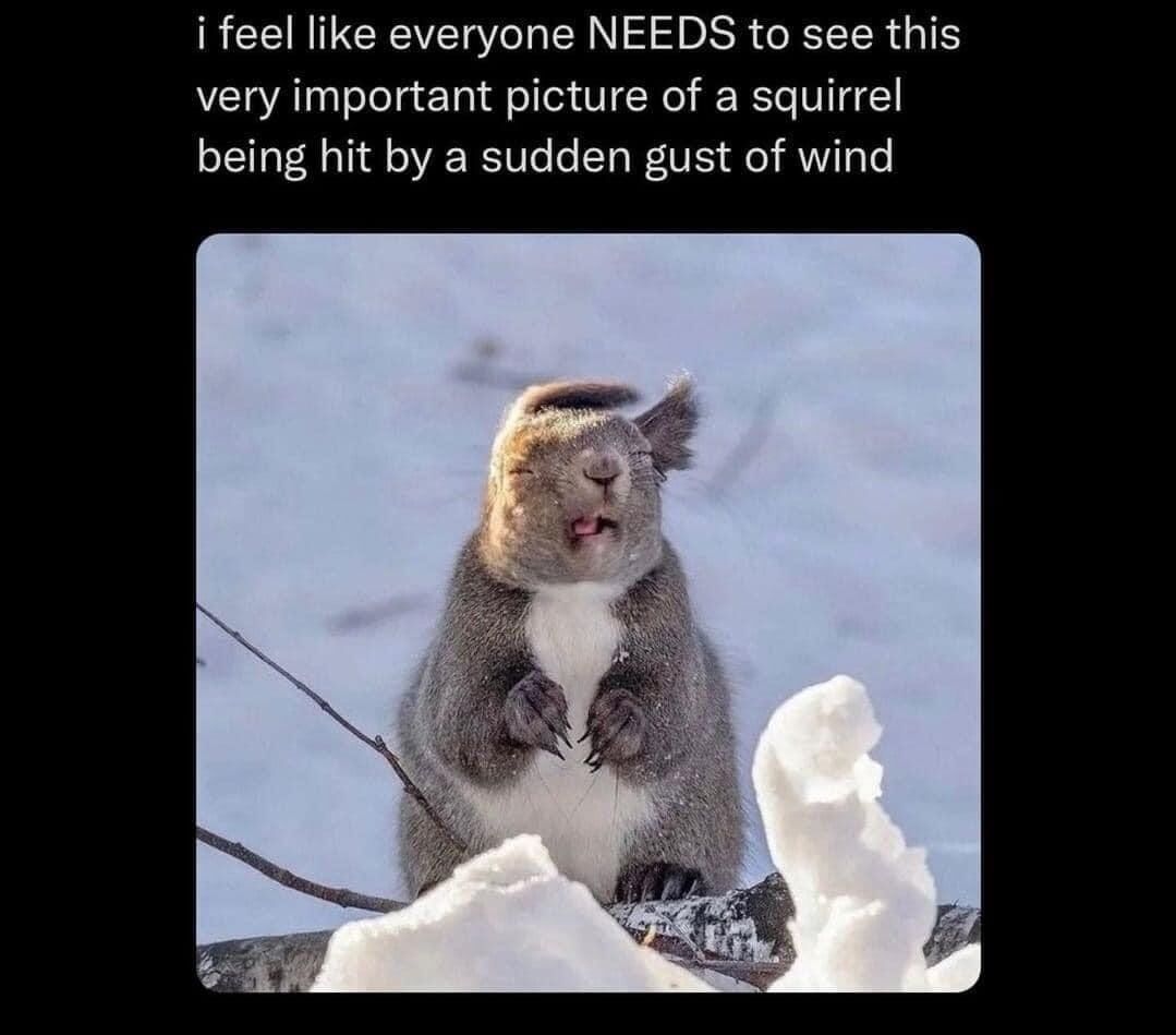 This meme features a real squirrel sitting on a snow-covered branch, reacting dramatically to a sudden gust of wind. The squirrel's eyes are closed, mouth is open, and its fur is ruffled, creating a humorous and endearing visual. The overlaid text frames the silly, wholesome moment as must-see content, emphasizing the charm of the animal's natural reaction to the wind.