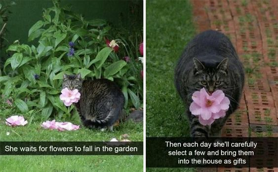 This two-panel wholesome meme features a tabby cat demonstrating endearing, thoughtful behavior. In the left panel, the cat is nestled among green garden plants, waiting for pink flowers to drop. In the right panel, the cat carries a large pink flower in its mouth, walking along a brick path towards the viewer. The accompanying captions explain the cat's daily routine: it waits for flowers to fall, selects a few, and brings them into the house as gifts. The meme conveys a warm, heartwarming feeling, highlighting the sweet, caring nature of the pet cat.