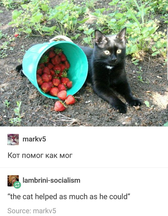 This meme consists of two parts: a top photograph and a bottom screenshot of social media comments. The photo shows a black cat with a small white patch on its chest lying on dark dirt ground in a garden, next to a tipped-over turquoise plastic bucket filled with ripe red strawberries—several strawberries have spilled out onto the dirt around the bucket. The cat has wide, yellow eyes and appears relaxed, not interacting with the strawberries or bucket. Below the photo are two comments from a social media platform:
1. User `markv5` posted a comment in Russian: *Кот помог как мог*
2. User `lambrini-socialism` replied with an English translation: *"the cat helped as much as he could"*

The humor is a wholesome, relatable visual joke: the cat is claimed to have "helped" with strawberry picking, but it's just lying passively, not contributing any actual work. This plays on the common experience of pets trying to "help" their owners with tasks but being unproductive, which resonates with pet owners. The joke comes from the contrast between the statement of assistance and the cat's inactive, relaxed posture, framing the cat's presence as well-meaning but unhelpful help.