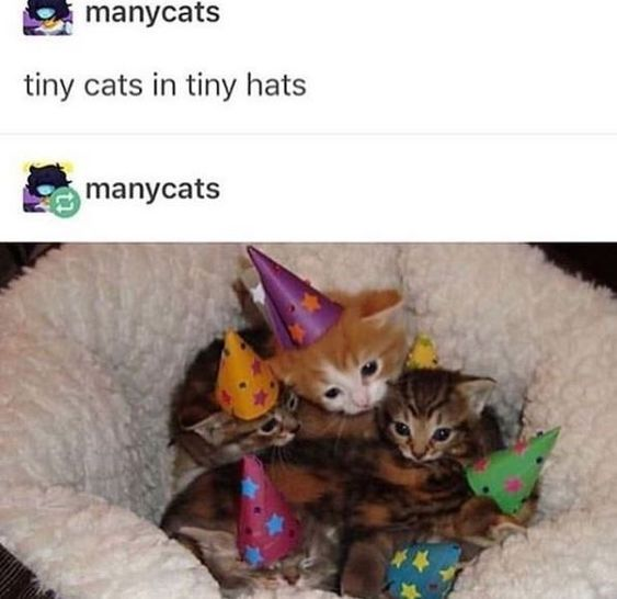This wholesome meme features a group of tiny real cats huddled together in a soft, fluffy white pet bed. Each cat is adorned with a small, colorful party hat in shades of purple, yellow, pink, green, and blue, creating an incredibly cute and heartwarming scene. The accompanying text above the image reads **'tiny cats in tiny hats'**, which directly describes the charming visual and emphasizes the meme's wholesome, gentle appeal.