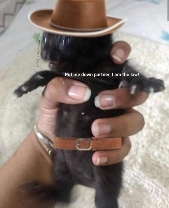 This edited image features a small black kitten being held gently in a human's hand. The kitten has been adorned with a tiny brown cowboy hat (positioned over its face, obscuring it completely) and a miniature brown belt wrapped around its torso. Overlaid white text reads: *"Put me down partner, I am the law!"*. The core humor comes from the absurd juxtaposition: a tiny, seemingly helpless kitten is given the tough, authoritative persona of a Western sheriff or lawman. The phrase "I am the law" references iconic no-nonsense law enforcement characters, while "partner" is classic Western slang, making the bold, commanding dialogue even more ridiculous when paired with the small, blurry kitten. The blurriness of the kitten's face adds to the chaotic, silly vibe, enhancing the contrast between the tough words and the fragile creature.