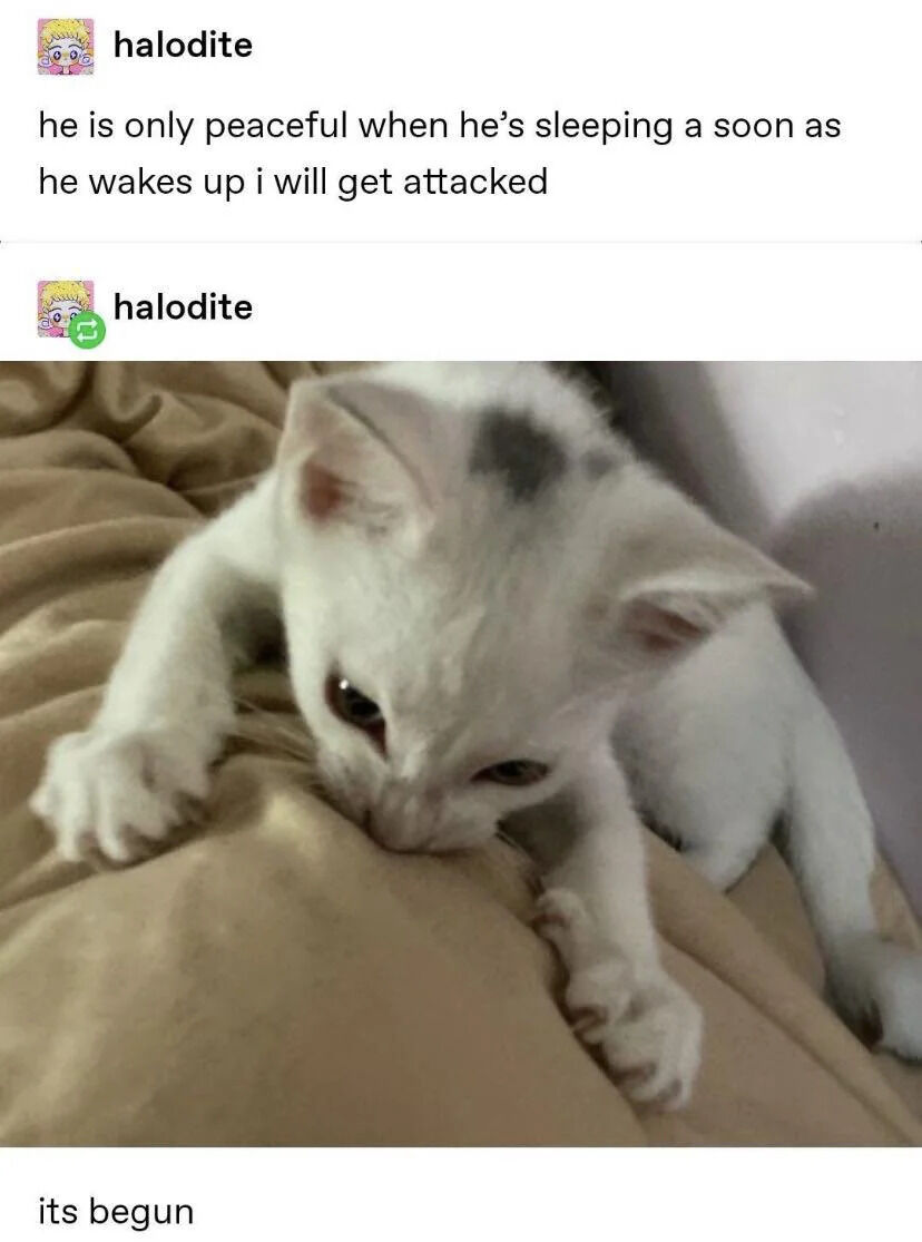 A wholesome meme featuring a photo of an adorable white kitten with a black spot on its head lying on a beige blanket. The kitten appears alert and ready to move, with its front paws extended and eyes focused downward. The meme includes text from X.com user 'halodite' that reads: 'he is only peaceful when he's sleeping a soon as he wakes up i will get attacked' followed by 'its begun,' humorously suggesting the kitten is about to become playful or mischievous after waking up.