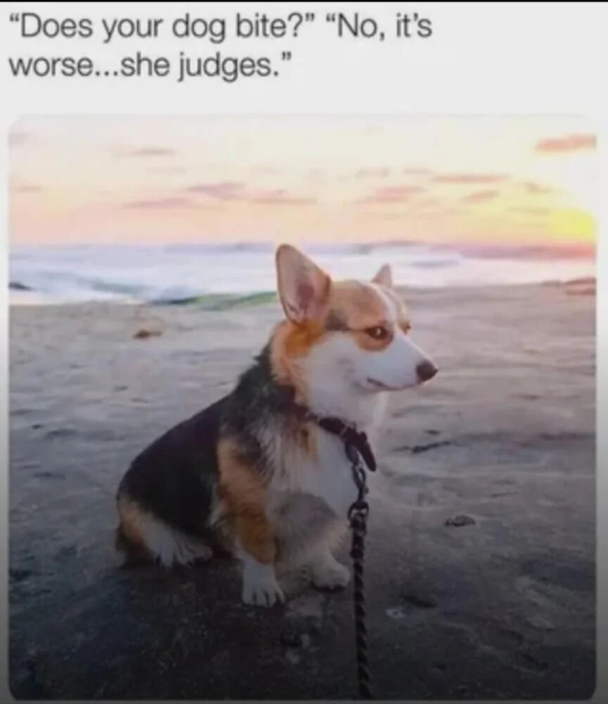A meme featuring a corgi dog sitting on a beach during sunset. The corgi, with a calm yet judgmental expression, is positioned in the foreground, looking to the right. The background showcases a serene beach scene with wet sand, gentle ocean waves, and a vibrant sunset sky painted in pink, orange, and yellow hues. At the top of the image, there is a text conversation: 'Does your dog bite?' followed by 'No, it's worse...she judges.' The humor arises from the contrast between the peaceful beach setting and the corgi's implied judgmental demeanor, personifying the dog as having a critical attitude instead of aggressive behavior.