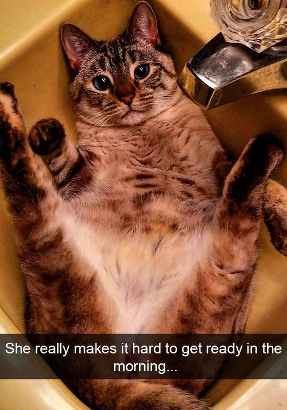 A photograph of a tabby cat lying on its back in a yellow sink, with its legs spread out and wide blue eyes looking up. The cat appears calm and relaxed, with its front paws slightly raised and hind legs extended. The sink's yellow basin contrasts with the cat's brown and cream striped fur. To the right of the cat, a metallic faucet with a decorative crystal-like handle is visible. Below the image, a caption reads: 'She really makes it hard to get ready in the morning...'