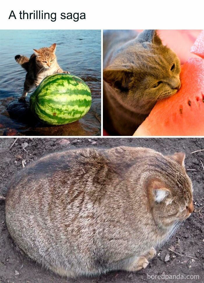 This three-panel meme titled "A thrilling saga" tells a comedic, wholesome story through three photos of cats: the first panel shows an orange tabby cat standing in shallow water pushing a whole uncut watermelon, the second panel shows the same cat happily nuzzling the cut red flesh of the watermelon, and the final punchline panel shows a round tabby cat curled up on dirt, whose striped fur and round shape are almost identical to a whole watermelon. The joke implies that after eating the watermelon, the cat turned into a watermelon, playing on the visual resemblance between the cat's markings and the watermelon's rind.