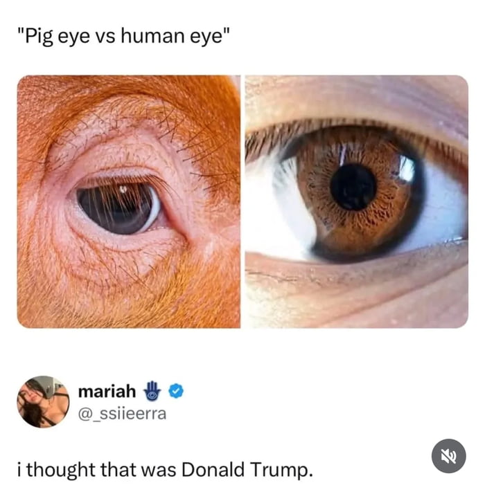 This meme presents a side-by-side comparison labeled **Pig eye vs human eye**: the left panel is a close-up of a pig's eye surrounded by reddish skin, while the right panel shows a close-up of a human brown eye. Below this comparison, a screenshot of a Twitter (X) comment from user `mariah (@_ssiieerra)` reads: *i thought that was Donald Trump.* The core humor comes from the unexpected visual similarity between the pig's eye and surrounding skin and former U.S. President Donald Trump's facial features, leading to a humorous misidentification that forms the meme's punchline.